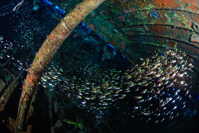 Glassfish whirl through the Umbria interior, packing the coral-crusted passage like living smoke.