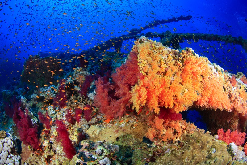 Orange soft corals cloak the Numidia while anthias flicker through rusted beams in the Red Sea.