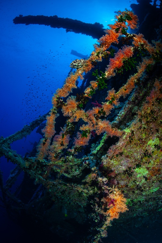 Numidia mast fades into blue while orange and pink soft corals overrun the structure.