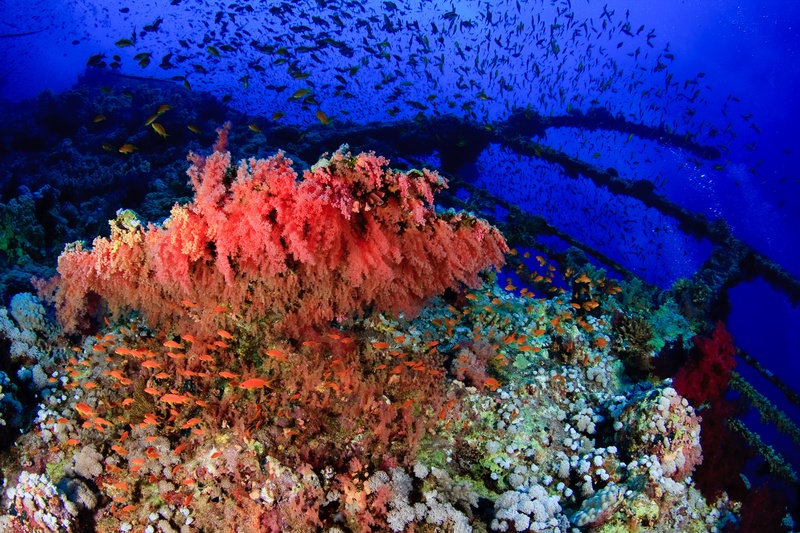 Pink soft corals cloak the Numidia while anthias swarm through the rusting metal.