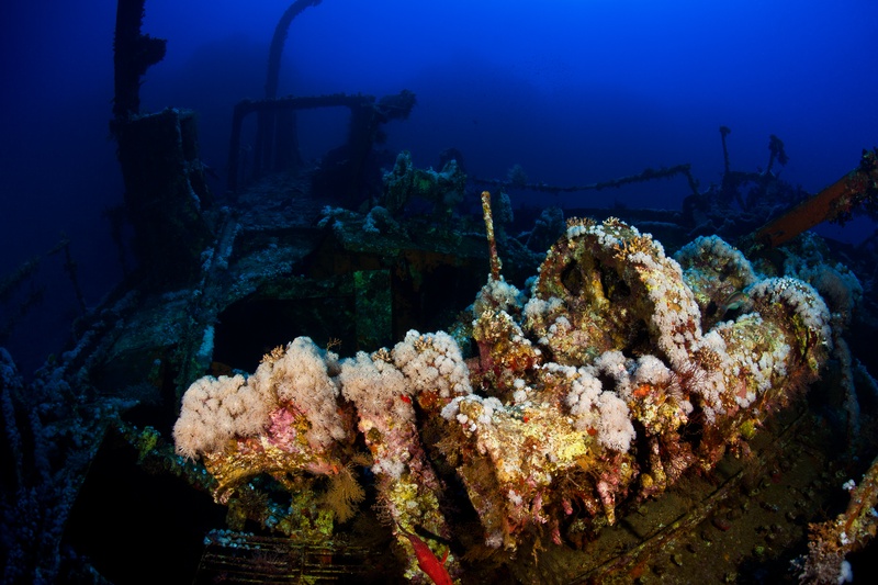 White soft corals and hydroids blanket the rusted deck of the Aida in clear blue water.