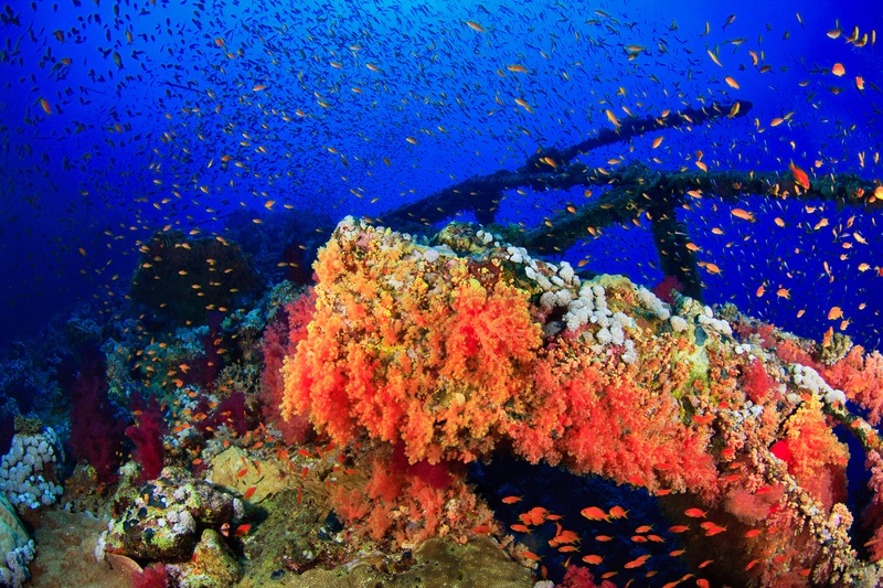 Red and orange soft corals cover the Numidia while anthias cloud the blue behind it.