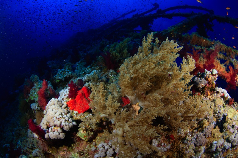 Red and yellow soft corals smother the Numidia's metal frame while small fish flicker past.
