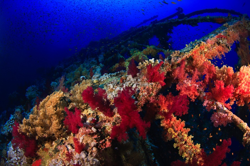 Soft corals cloak the Numidia in red, orange, and pink while anthias gather above the structure.